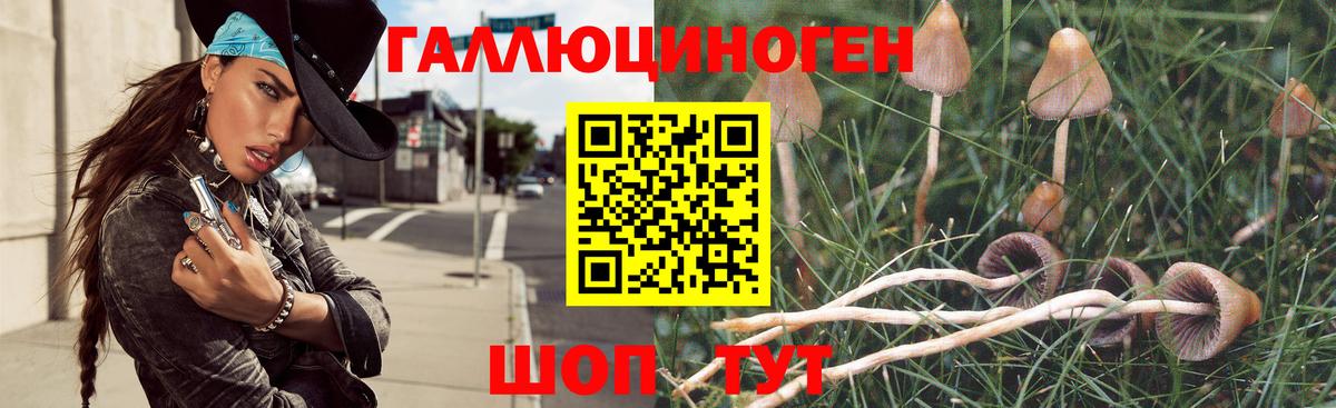Галлюциногенные грибы Psilocybe Сланцы